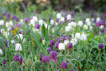 Fototapeta premium Snake’s head fritillary (Fritillaria meleagris) in a meadow at Stockholm’s Garden of the Senses (Sinnenas Trädgård), Sweden. A gentle spring breeze moves through a meadow of fritillaries.