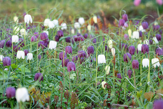 Snake&rsquo;s head fritillary (Fritillaria meleagris) in a meadow at Stockholm&rsquo;s Garden of the Senses (Sinnenas Tr&auml;dg&aring;rd), Sweden. A gentle spring breeze moves through a meadow of fritillaries.