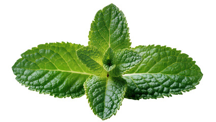 Fresh green mint leaves with textured surface, isolated on transparent background © Matteo
