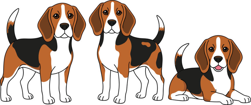 Three cute Beagle dog illustrations in standing sitting and lying poses on a white background vector