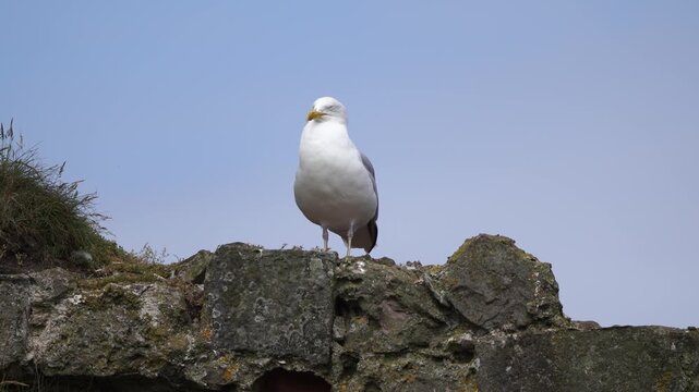 An adult European herring gull or simply herring gull (Larus argentatus) standing and sleeping on the rocks near the sea.