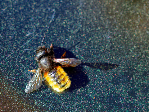 mason bee on the ground