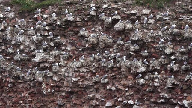 View of the black-legged kittiwake (Rissa tridactyla) colony in Dunbar (Scotland)