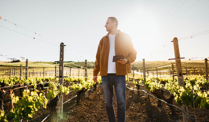 Obraz premium Man inspecting vineyard grapes with digital tablet