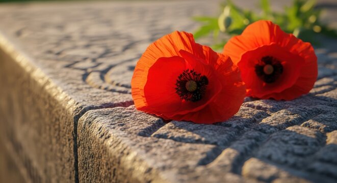 Memorial day remembrance vibrant red poppies on a stone surface