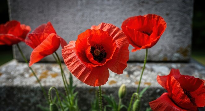 Memorial day remembrance vibrant red poppies before a stone memorial