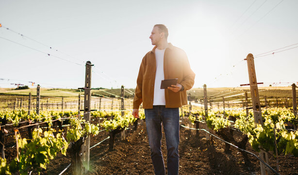 Man inspecting vineyard grapes with digital tablet