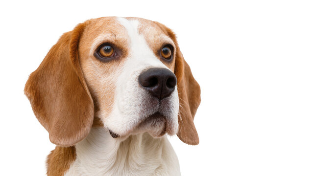 Beagle dog portrait with brown eyes and floppy ears, isolated on transparent background