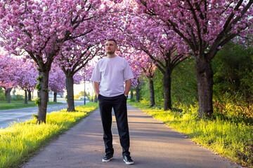Fototapeta premium Man walking along pink blossom tree avenue in spring park during warm evening sunlight