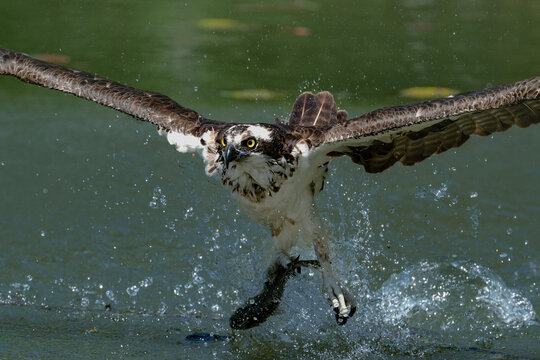 Osprey catching fish in water during hunting action
