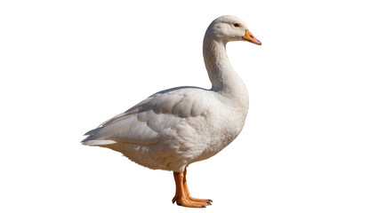 White goose with orange beak and legs, isolated on transparent background © Daniel