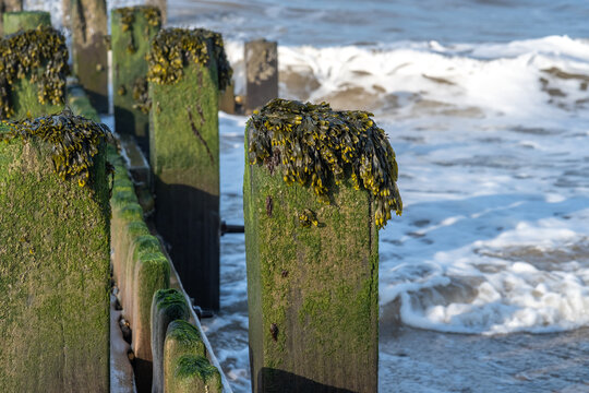 Close up of a wooden sea breaker covered in ragwort seaweed