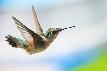 Fototapeta premium Humming bird in flight over a colorful backdrop in the United States during the daytime