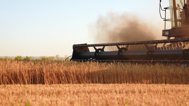 Agricultural business. Harvester mower mechanism cuts wheat spikelets. Agricultural work harvesting, wheat grain. Harvester moves in field and mows ripe wheat. Large harvester harvests grain, sun day