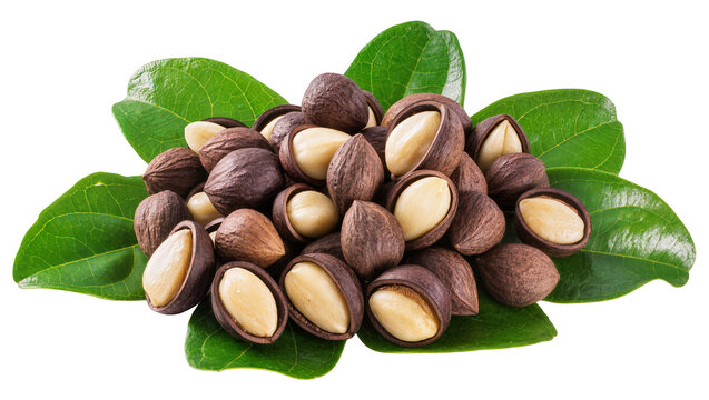 Heap of macadamia nuts with shells and kernels resting on green leaves, isolated on transparent background