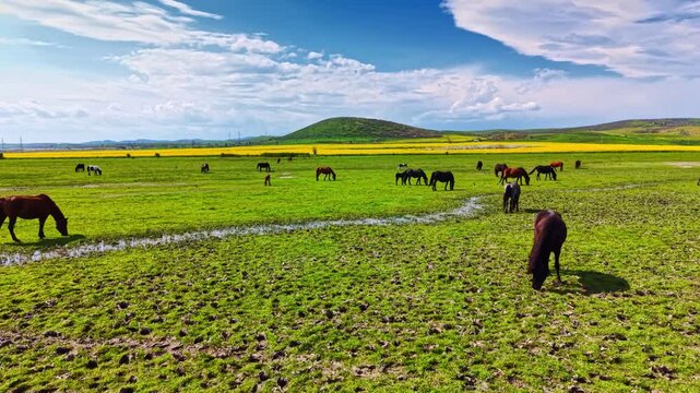 Horses are eating grass in an open field with patches of water. The landscape includes green grass, hills, and a blue sky. It is daytime with some clouds.