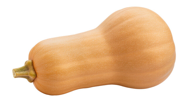 Whole butternut squash with ribbed texture, isolated on transparent background