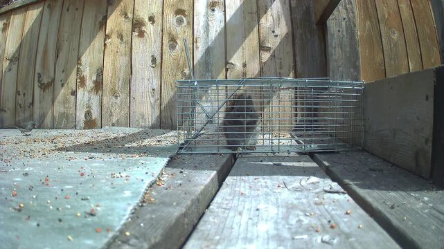 A determined red squirrel demonstrates problem‑solving as it searches for an exit from a non‑harmful enclosure near wooden planks.