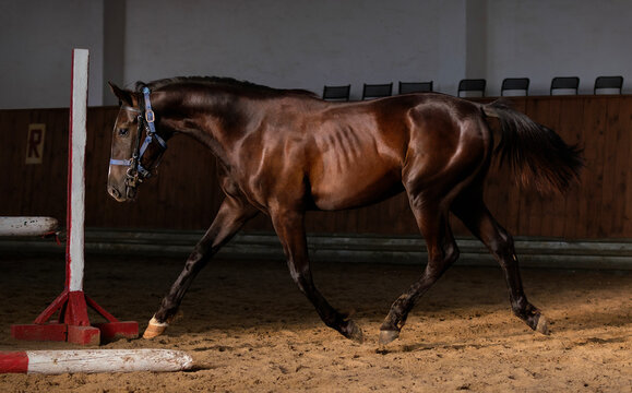 Black Horse. Close-up. A thoroughbred horse of the Oryol Trotter breed. Harness racing. Trotting horse race. Dark background. Equestrian arena