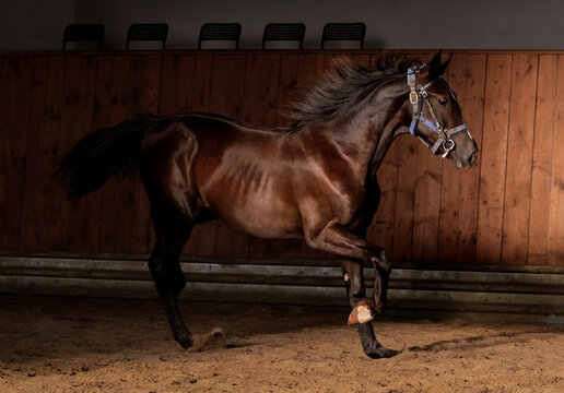 Black Horse. Close-up. A thoroughbred horse of the Oryol Trotter breed. Harness racing. Trotting horse race. Dark background. Equestrian arena