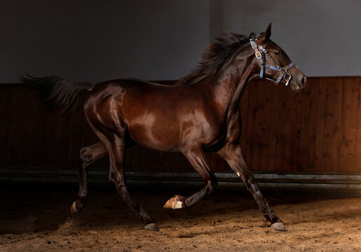 Black Horse. Close-up. A thoroughbred horse of the Oryol Trotter breed. Harness racing. Trotting horse race. Dark background. Equestrian arena
