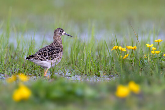 Kampfl&auml;ufer Calidris pugnax ruff