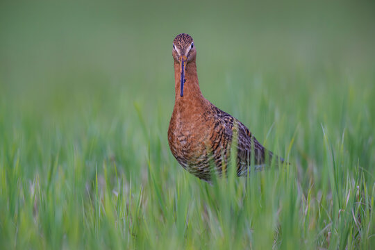 uferschnepfe limosa black-tailed godwit