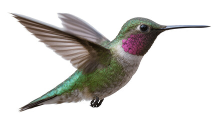 Obraz premium Anna s hummingbird with iridescent green plumage and magenta throat, isolated on transparent background