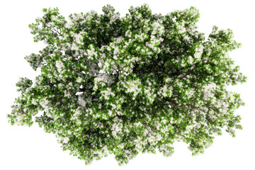 Obraz premium top down view of a blossoming tree with white flowers isolated on transparent background