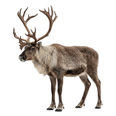 Fototapeta premium Majestic male reindeer in a forest setting, showcasing its impressive antlers, presented as a PNG cutout on a transparent background for easy isolate and design integration.