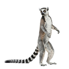 Fototapeta premium Lemur Portrait with Transparent Background - PNG Cutout, Isolated on White for Design Elements - Wildlife, Animal, Nature Stock Photo