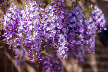 Selective focus of purple flowers Wisteria sinensis or Blue rain, Chinese wisteria is species of flowering plant in the pea family, Its twisting stems and masses of scented flowers in hanging racemes. © Sarawut