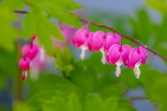 Selective focus of pink flowers, Dicentra known as bleeding-hearts is a genus of eight species of herbaceous plants with oddly shaped, Dicentra formosa blooming in the garden, Nature floral background