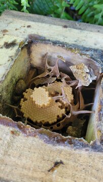 Opened wooden hive showing the nest structure of native stingless bees (Plebeia remota)