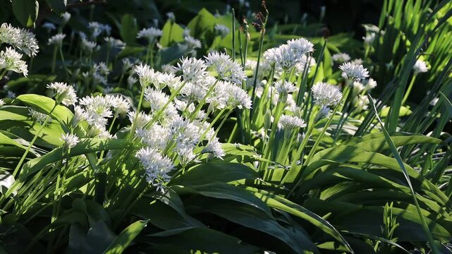 B&auml;rlauch (Allium ursinum) - bl&uuml;hende Pflanze, Weilerswist, Nordrhein-Westfalen, Deutschland