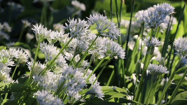 B&auml;rlauch (Allium ursinum) - bl&uuml;hende Pflanze, Weilerswist, Nordrhein-Westfalen, Deutschland