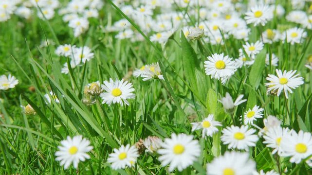 Blooming white daisies Matricaria chamomilla in green grass, family Asteraceae, chamomile flowers, meadow natural sunlight, rural scene, environmental protection, nature wildflowers background