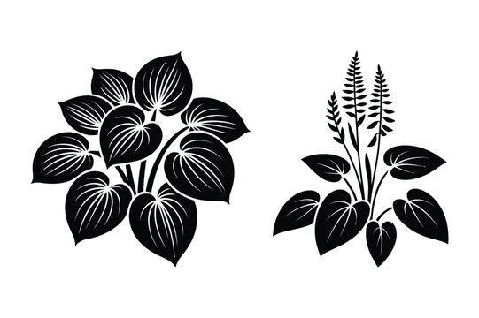 Decorative vector illustrations of hosta plants with large leaves and tall