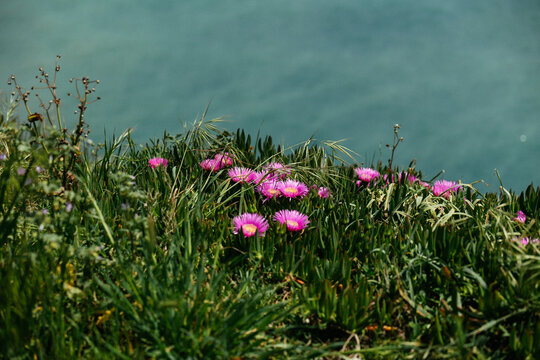 Pink flowers on green grass near water