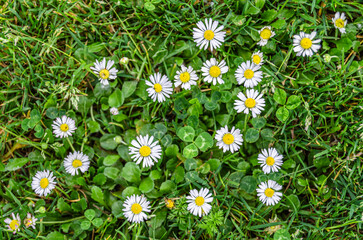 Common daisy flowers in green grass, close-up © vli86