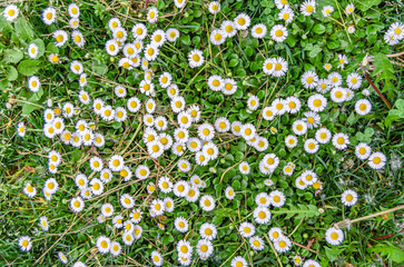 Common daisy flowers in green grass, close-up © vli86