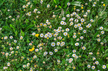 Common daisy flowers in green grass, close-up © vli86