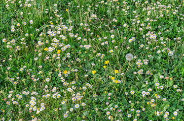 Common daisy flowers in green grass, close-up © vli86