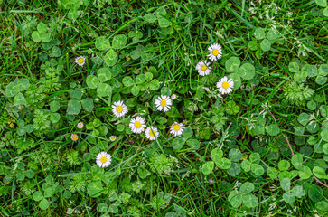 Common daisy flowers in green grass, close-up © vli86