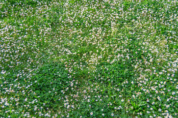 Common daisy flowers in green grass, close-up © vli86