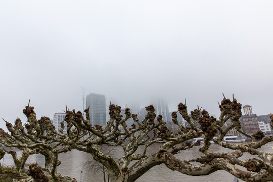 Knorrige Platanenb&auml;ume im Formschnitt vor Stadtsilhouette bei Nebel und grauem Himmel
