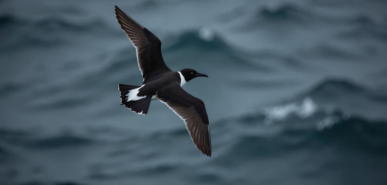 Wilson storm petrel soars over dark choppy ocean waves. Small black and white seabird flies with wings spread wide over the sea. Oceanites oceanicus bird.