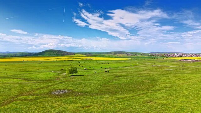 A wide view shows a green field with one tree in the center. Yellow flowers bloom in patches across the land. Clouds float in a blue sky above hills in the background.