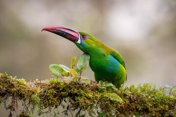 Naklejka premium Crimson-rumped Toucanet Perched on Mossy Branch in Colombian Forest