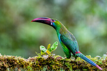 Naklejka premium Crimson-rumped Toucanet Perched on Mossy Branch in Colombian Forest